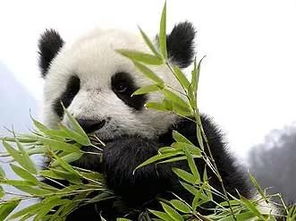 cs反恐精英手机版 反恐精英手机版